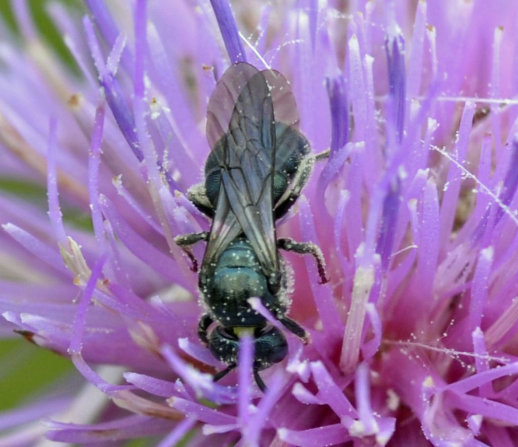 Ceratina sp., Apidae